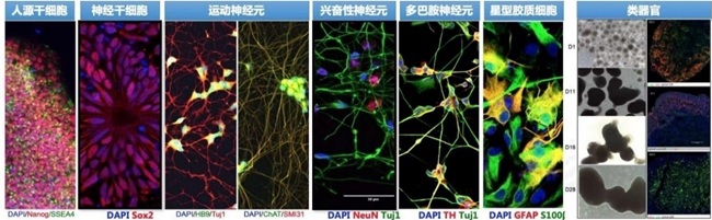 1751425421188023523.jpg 干细胞2.jpg